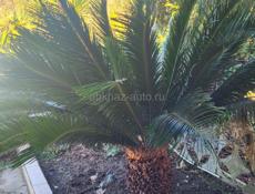 Пальма Саговая 