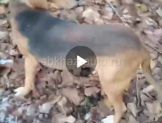 Потеряли собаку в мание_пушта