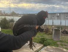 Продаются Петухи Куры Цыплята 