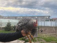 Продаются Петухи Куры Цыплята 
