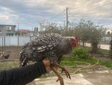 Продаются Петухи Куры Цыплята 