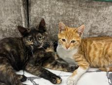 Мышеловки в хорошие руки 