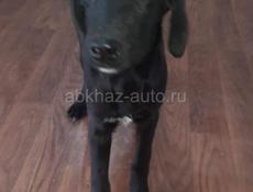 Собачки в надежные руки 