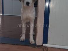 Собачки в надежные руки 