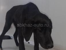 Собачки в надежные руки 