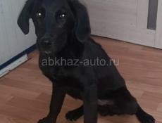 Собачки в надежные руки 