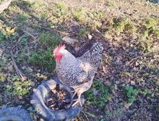 Продаю петухов 