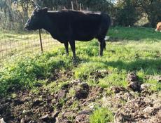 Продаю быка и коров
