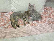 Отдам котенка 