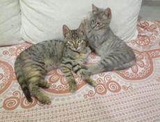 Отдам котенка 