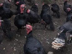 Продаю индюшек. 