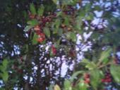 Стартер генератор диски с шинами 14