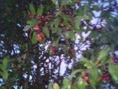 Стартер генератор диски с шинами 14