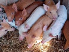 Продаются поросята 