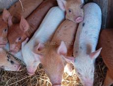 Продаются поросята