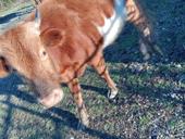 Продается бычок