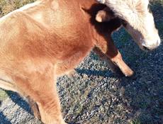 Продаётся бычок