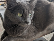 Потерялся кот