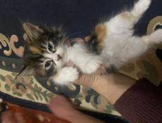 Отдам добрые руки 