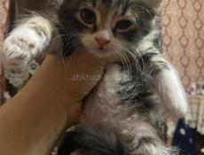 Отдам добрые руки 