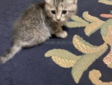 Отдам добрые руки 