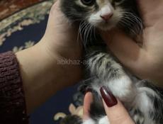 Отдам добрые руки 