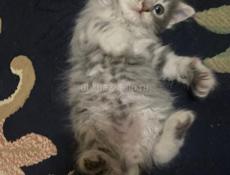 Отдам добрые руки 