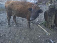 Корова 3года