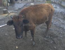 Корова 3года