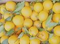 Продам Апельсины 