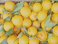 Продам Апельсины 