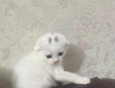 Продаётся котёнок