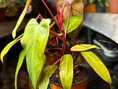 Филодендрон 