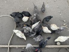 Продаются подращенные цыплята 