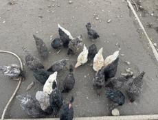 Продаются подращенные цыплята 