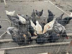 Продаются подращенные цыплята 