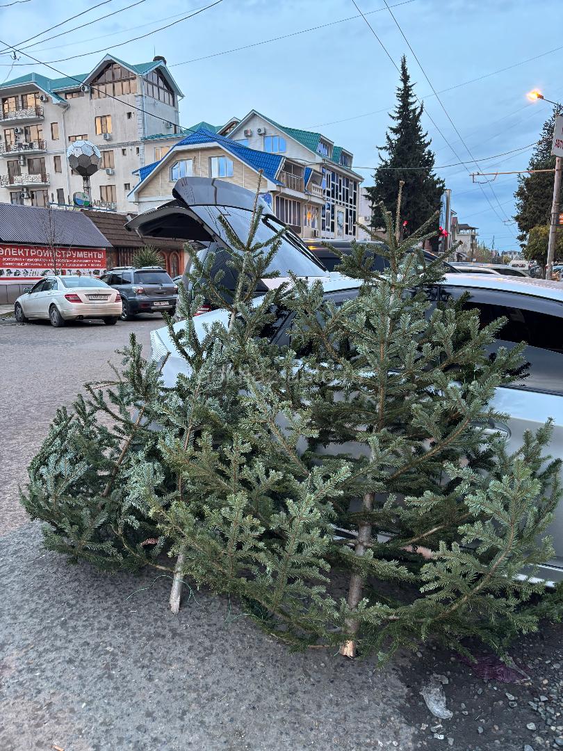 Елки красивые пышные 