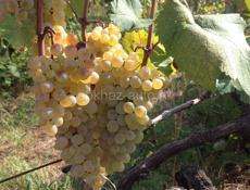 Продается белое  сухое вино из винограда РКАЦЕТЕЛИ  …По 200р за литр .Село Адзюбжа 9672901