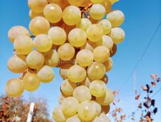 Продается белое  сухое вино из винограда РКАЦЕТЕЛИ  …По 200р за литр .Село Адзюбжа 9672901