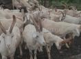 Продаются козы на мяса