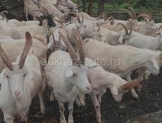 Продаются козы на мяса
