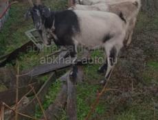 Продаются козы на мяса