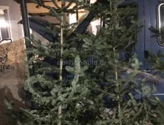 ЕЛКИ в продаже цены разные связь ватсап есть