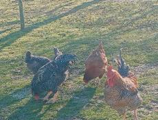 Петухи 