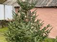 Продаются живые елки