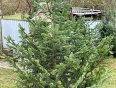 Продаются живые елки