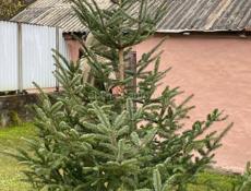 Продаются живые елки