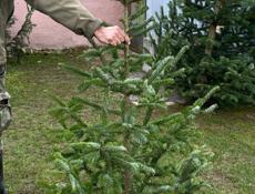 Продаются живые елки