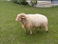 Баран молодняк 