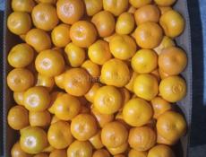 Покупаем мандарины по всей Абхазии 